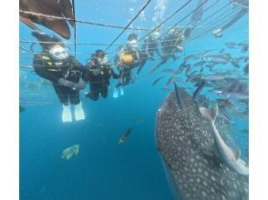 プランの魅力 The water is only 3m deep, so even beginners can feel at ease! の画像
