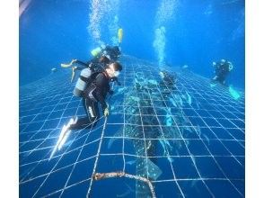 プランの魅力 ジンベイザメのサイズに驚きます の画像