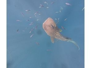 プランの魅力 ジンベイザメ の画像