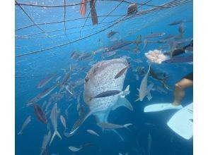 プランの魅力 ジンベイザメの食事タイム の画像