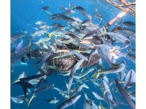 プランの魅力 ジンベイザメの食事タイム の画像
