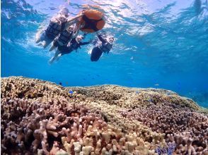 プランの魅力 Impressed by colorful coral reefs ☆ の画像