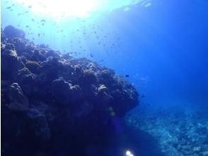 プランの魅力 太陽とサンゴと熱帯魚 の画像