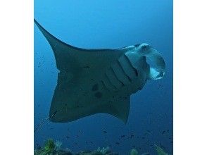 プランの魅力 Manta snorkeling! の画像