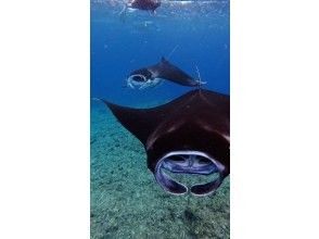 プランの魅力 Reasons to see manta rays!! の画像