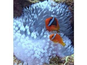 プランの魅力 You can also enjoy colorful tropical fish and coral! の画像