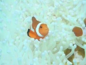 プランの魅力 浅場にも魚たちがいっぱい！ の画像