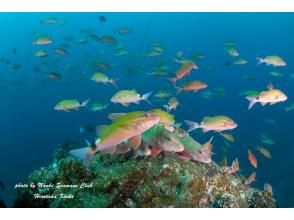 プランの魅力 You can resume your diving life in the southernmost sea of Honshu!! の画像