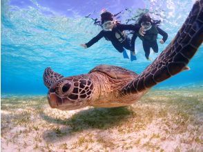 プランの魅力 Sea turtle encounter rate continues to be 100% ☆ の画像