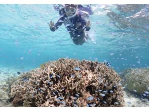 プランの魅力 Impressed by colorful coral reefs ☆ の画像