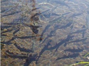 プランの魅力 池と魚 の画像