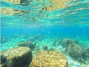 プランの魅力 熱帯魚いっぱいの天然ビーチ の画像