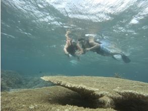 プランの魅力 You can also see large table corals. の画像