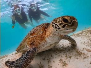 プランの魅力 ウミガメにも逢える♪ の画像