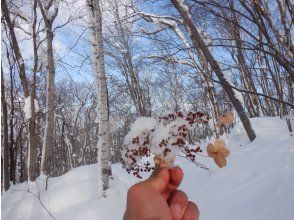 プランの魅力 I found a little winter の画像