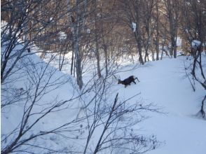 プランの魅力 You might even be able to see some wild animals! の画像