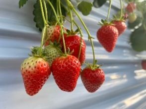 プランの魅力 여기서 밖에 맛볼 수없는 고원 딸기! の画像