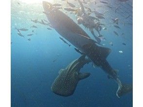 プランの魅力 圧倒的存在感ジンベイザメ の画像