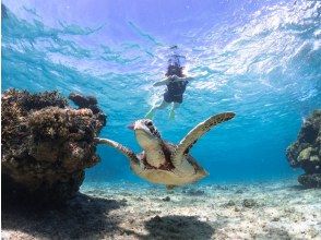 プランの魅力 ウミガメと一緒に泳げる！ の画像