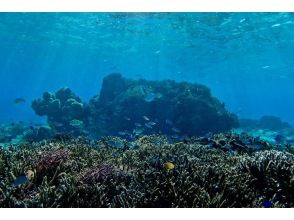 プランの魅力 Lots of coral too!! の画像