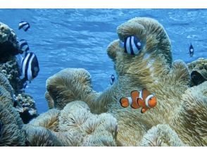 プランの魅力 ニモにも会える!! の画像