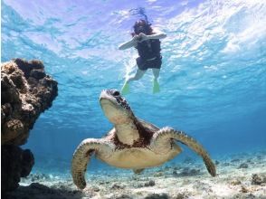 プランの魅力 ウミガメと一緒に泳げる！ の画像