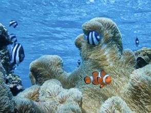 プランの魅力 ニモやカラフルなお魚に会いに行こう！！ の画像
