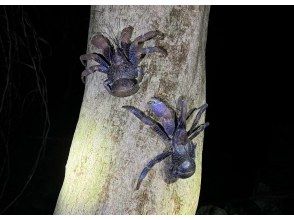 プランの魅力 Two coconut crabs の画像