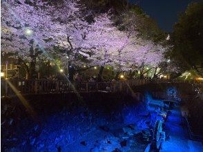 プランの魅力 ライトアップされた音無川と夜桜 の画像