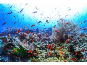 プランの魅力 お魚いっぱい！ の画像