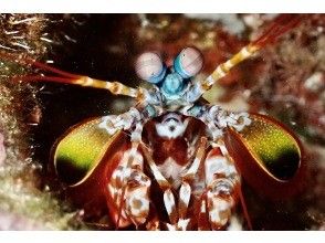 プランの魅力 モンハナシャコ！ の画像