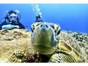 プランの魅力 ウミガメと！ の画像