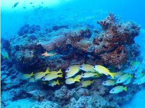 プランの魅力 カラフルな魚たち の画像