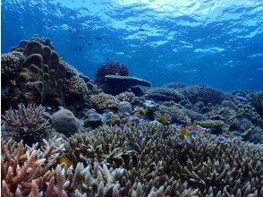 プランの魅力 Coral Colony の画像