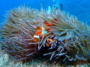 プランの魅力 Clownfish couple の画像