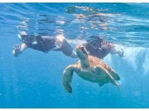 プランの魅力 超高確率でウミガメに出会えます！ の画像