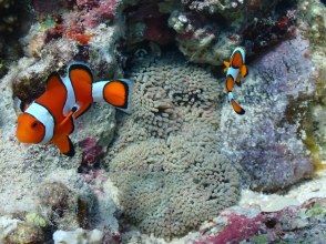 プランの魅力  の画像