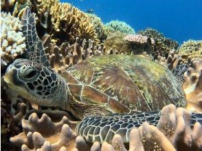 プランの魅力 Sea turtle resting on coral の画像