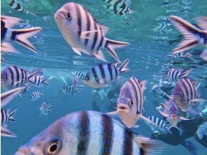 プランの魅力 You can see lots of tropical fish! の画像