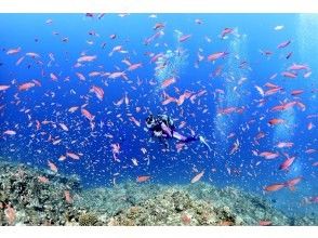 プランの魅力 金魚のようなお魚！ の画像