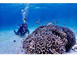 プランの魅力 砂地＆サンゴ！ の画像