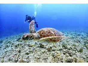 プランの魅力 みんな大好きウミガメ！ の画像