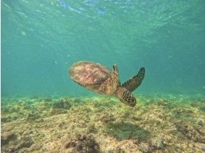 プランの魅力 インスタ映えNo.1!海亀シュノーケル&サンセットSUP の画像