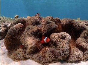 プランの魅力 旅行スケジュールに組み込みやすい人気プラン の画像