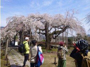 プランの魅力 歴史あるお寺に咲く枝垂れ桜 の画像