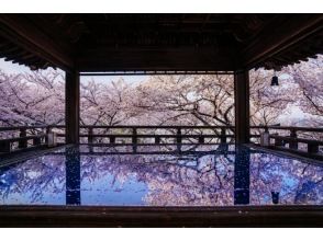 プランの魅力 桜に包まれた観月舞台を、ツアー参加者だけの特別拝観 の画像