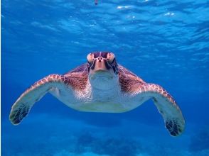 プランの魅力 Set off to look for sea turtles!! の画像