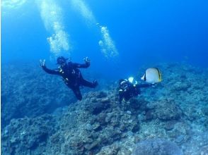 プランの魅力 Diving! の画像