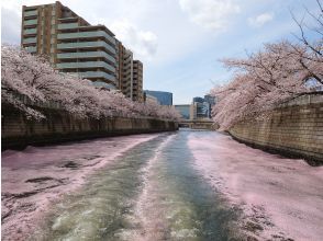 プランの魅力 桜の絨毯（花筏） の画像