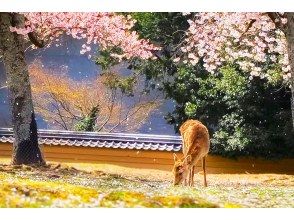 プランの魅力 奈良公園 の画像